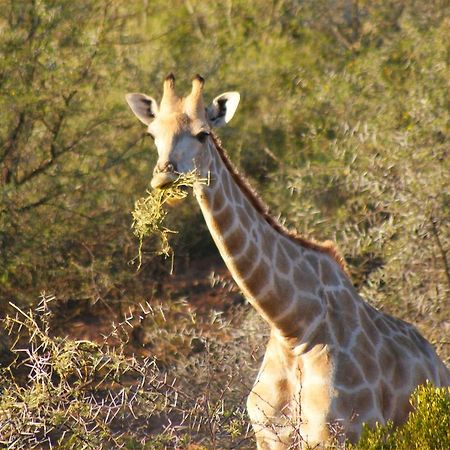 Zwartberg View Mountain Lodge Oudtshoorn Buitenkant foto