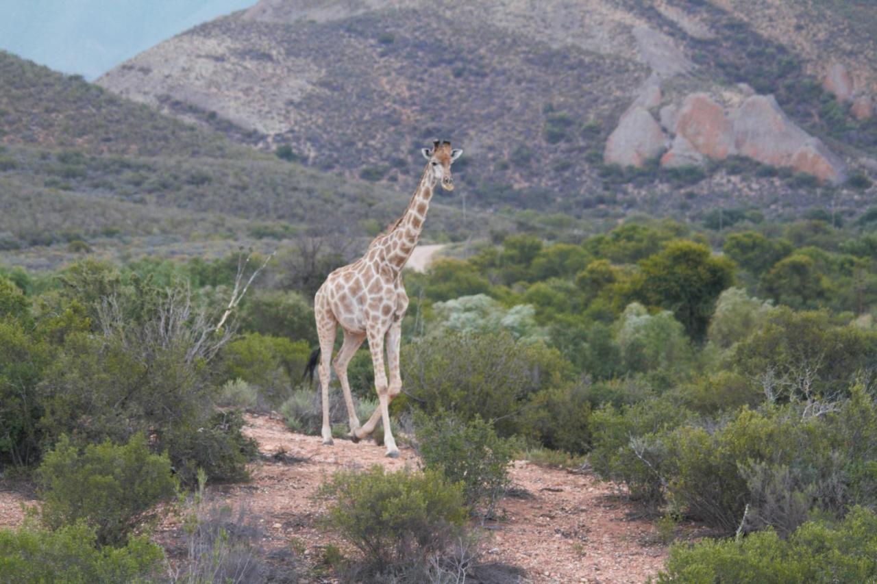 Zwartberg View Mountain Lodge Oudtshoorn Buitenkant foto