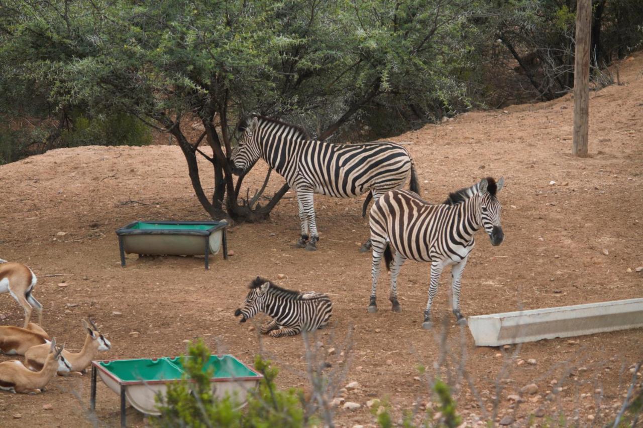 Zwartberg View Mountain Lodge Oudtshoorn Buitenkant foto