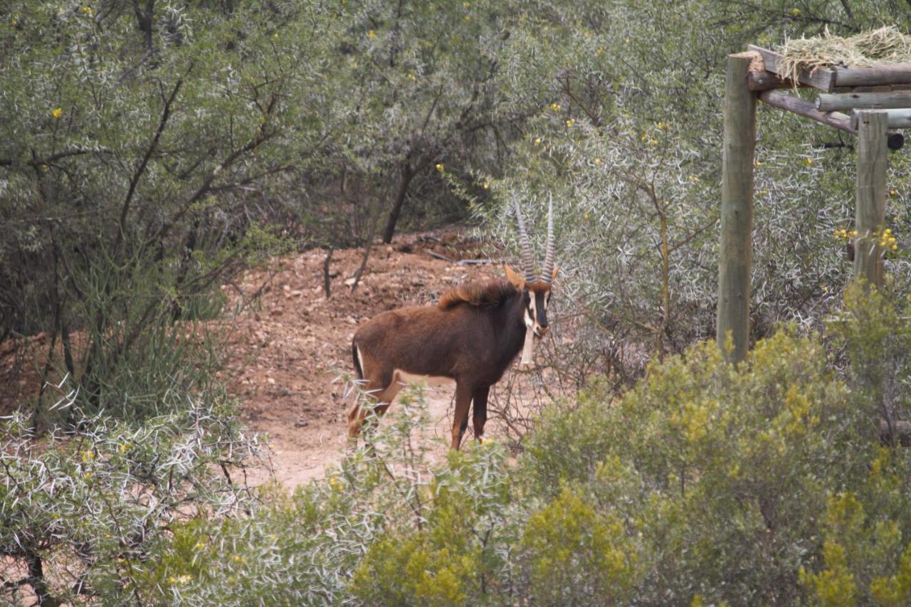 Zwartberg View Mountain Lodge Oudtshoorn Buitenkant foto