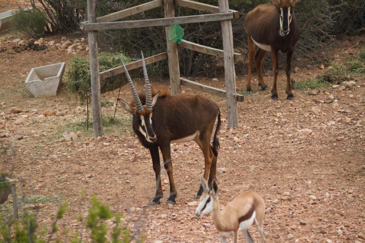 Zwartberg View Mountain Lodge Oudtshoorn Buitenkant foto