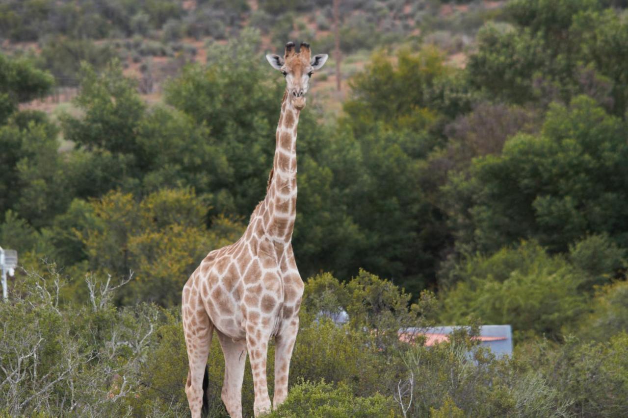 Zwartberg View Mountain Lodge Oudtshoorn Buitenkant foto