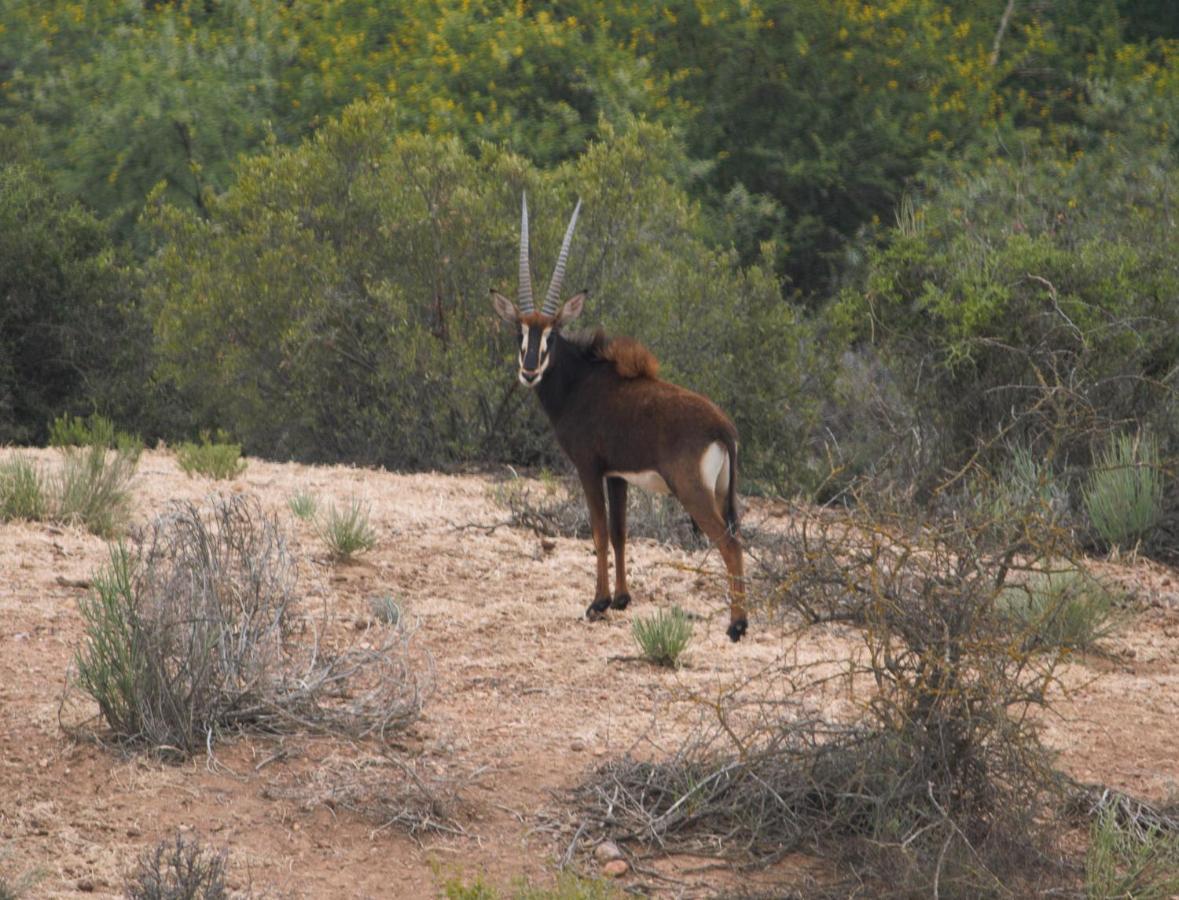 Zwartberg View Mountain Lodge Oudtshoorn Buitenkant foto