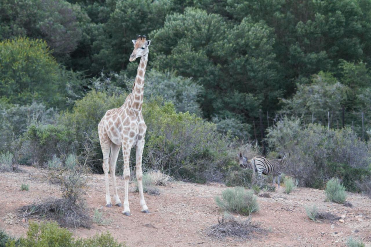 Zwartberg View Mountain Lodge Oudtshoorn Buitenkant foto