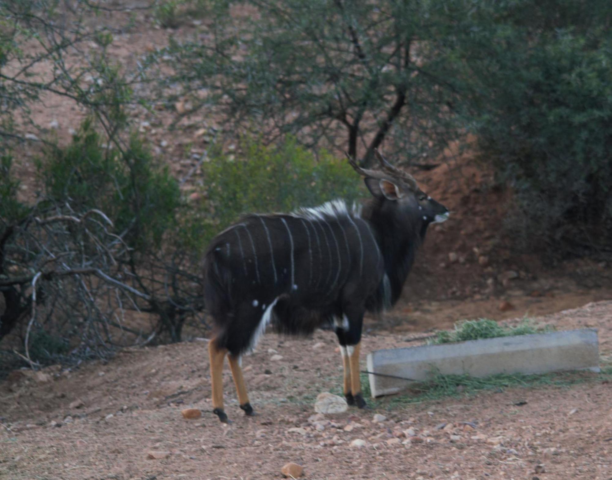 Zwartberg View Mountain Lodge Oudtshoorn Buitenkant foto