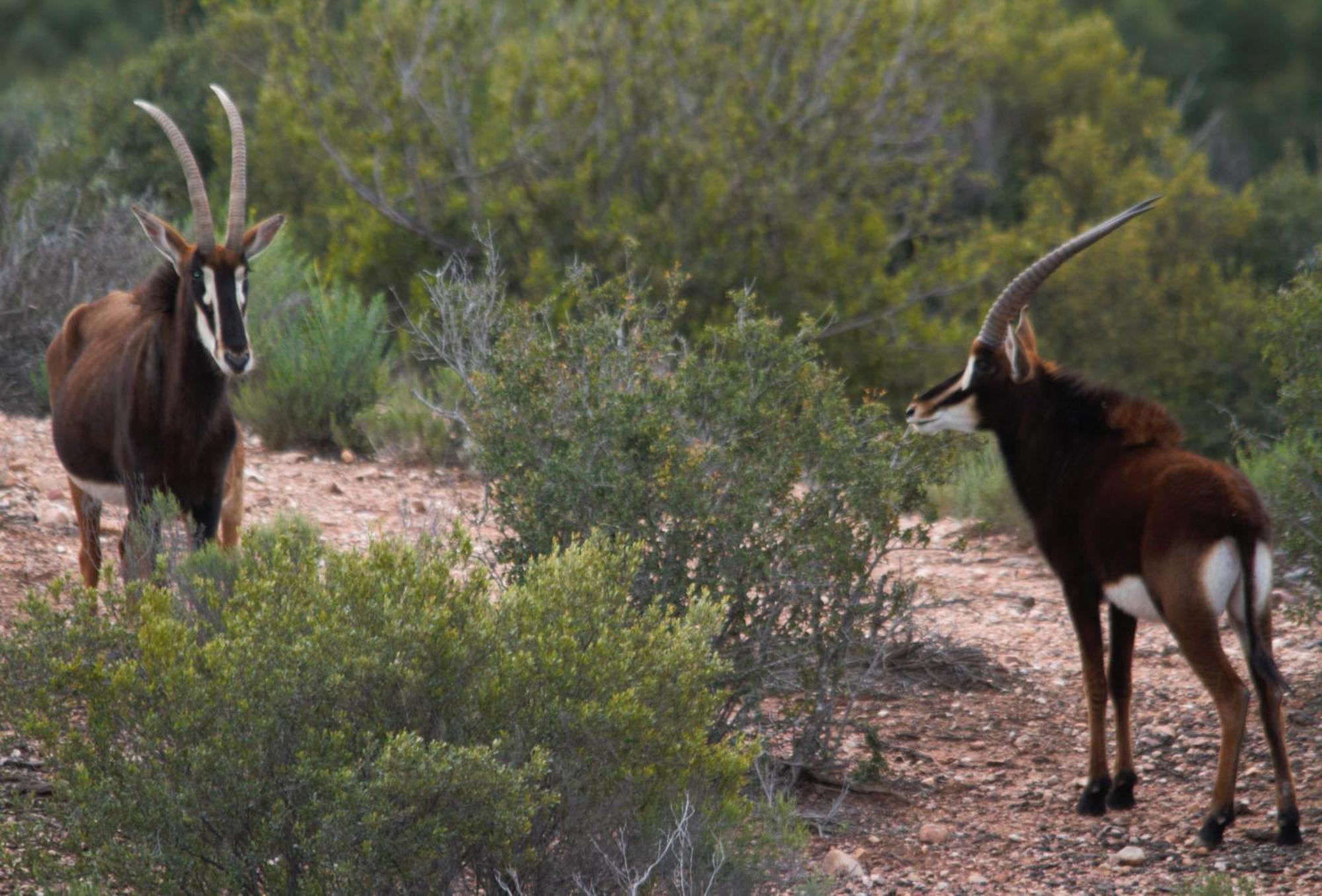 Zwartberg View Mountain Lodge Oudtshoorn Buitenkant foto
