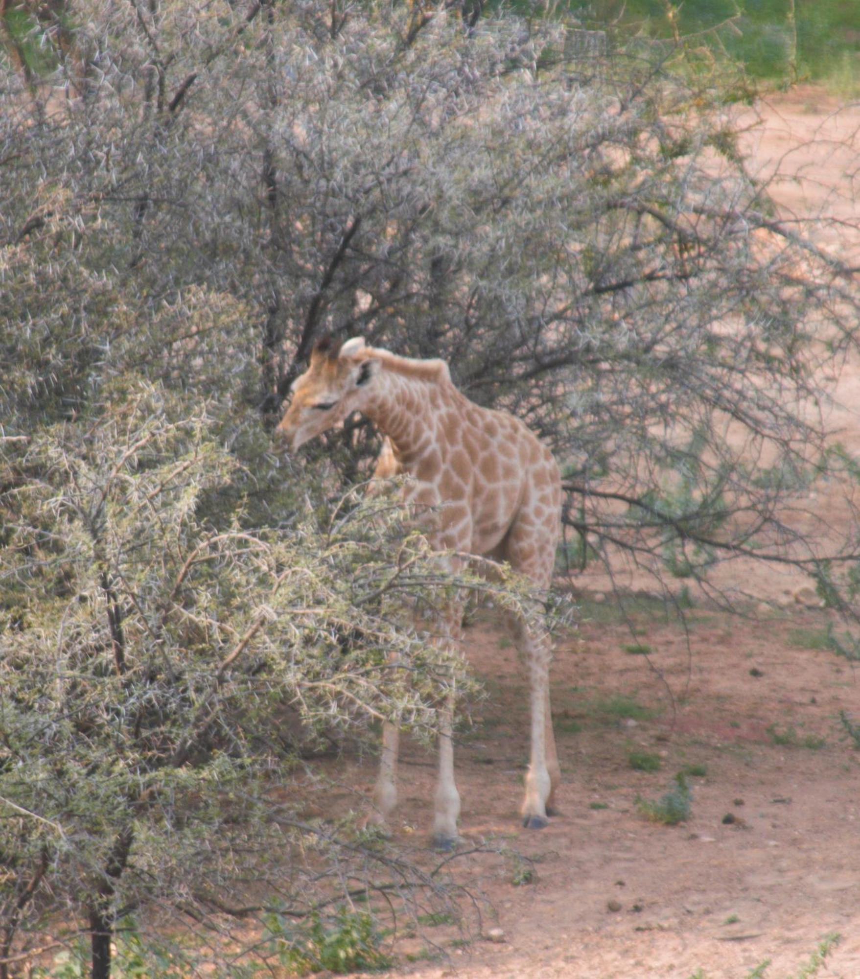 Zwartberg View Mountain Lodge Oudtshoorn Buitenkant foto