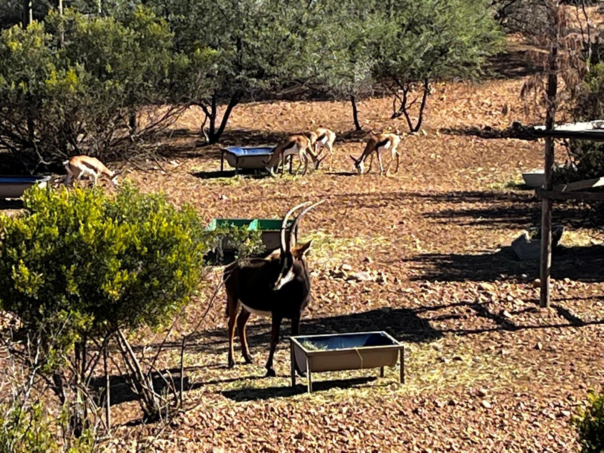 Zwartberg View Mountain Lodge Oudtshoorn Buitenkant foto