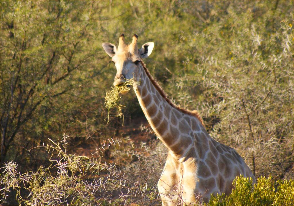 Zwartberg View Mountain Lodge Oudtshoorn Buitenkant foto